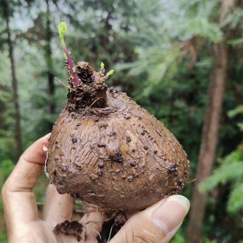 红藤山乌龟金不换植物盆栽圆叶懒人绿植室内水培阳台客厅观叶爬藤-图0