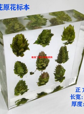 啤酒花干花酒花标本啤酒花装饰
