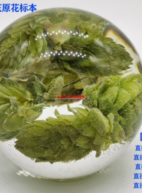 啤酒花原花酒花展示透明球形