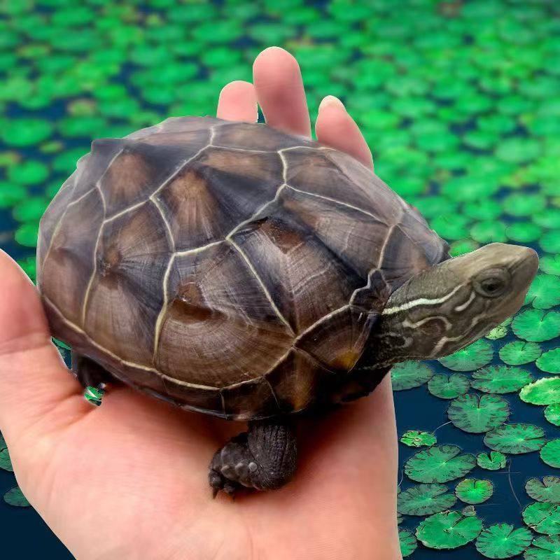 外塘中华草龟外塘龟包活小乌龟金线龟长寿龟观赏龟家养活体观赏龟,淘宝优惠券,粉丝福利购,淘宝优惠卷