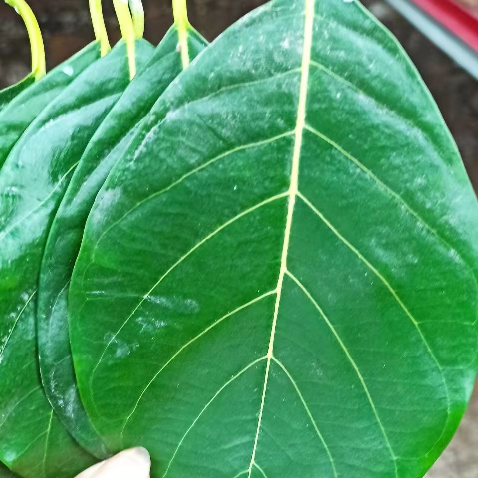 喂虫叶子现摘新鲜菠萝蜜树叶子树菠萝叶片过节喜庆包糍粑艾饼垫叶 - 图1