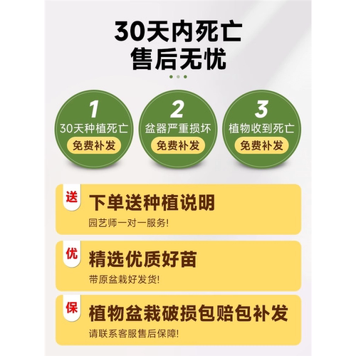 泡桐树苗紫花名贵植物庭院盆栽地栽门前种植道路绿化风景梧桐树苗 - 图1