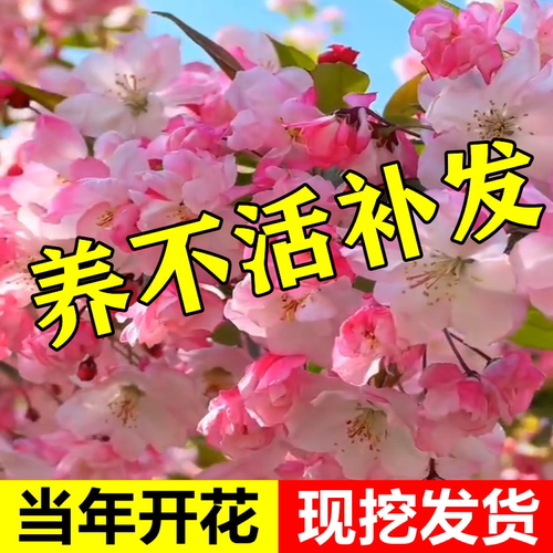 海棠树苗庭院地栽垂丝西府海棠花树苗南北方种植苗木盆栽四季花卉 - 图1