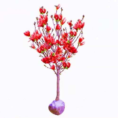 玉兰花树苗盆栽庭院地栽带花苞红紫玉兰别墅风景绿化四季植物耐寒 - 图3