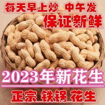 23 years New stock Fried With Original Taste Fried Peanuts Farmyard Iron Pan Fried Cooked Peanuts With Shell Savory Fried Peanuts