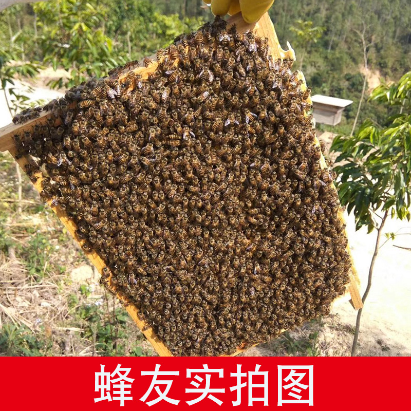 八千中蜂巢础片深房天然蜂蜡蜜蜂巢脾巢基蜂箱养蜂工具35片巢皮基