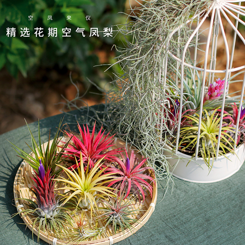 空气凤梨办公室礼物花期无土植物室内客厅盆栽绿植花卉空凤来仪_虎窝淘