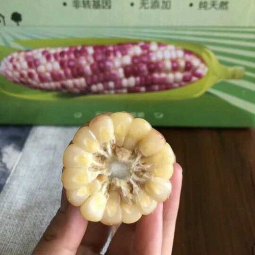 4斤装云南西双版纳香糯小玉米紫糯香甜黏玉米加热速食纸箱装 - 图1