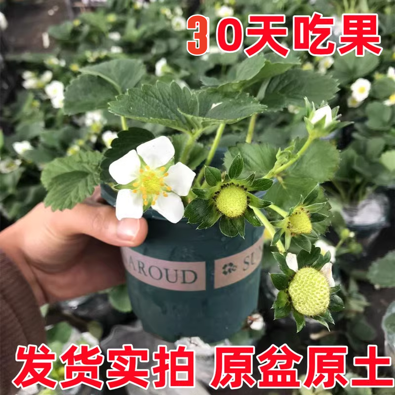 四季草莓苗盆栽带花带果红颜奶油天使新秧苗原盆原土水果种苗种子 - 图1