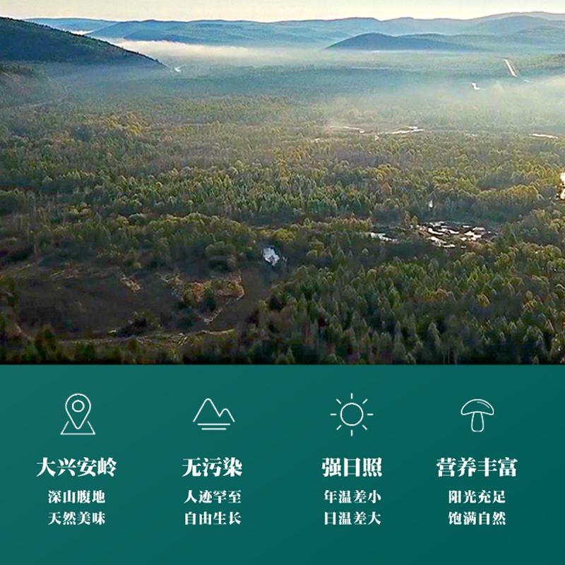 樟子松有机黑木耳东北特产干货大兴安岭龙江土特产秋肉厚无根550g