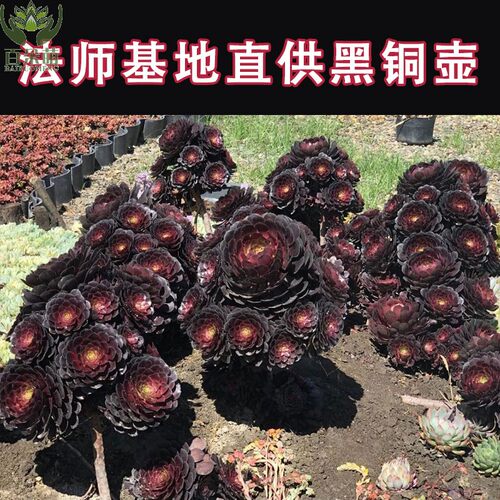 欧佳丽水墨画女巫多肉贵货新品种美杜莎美娅稀有造型阴阳法师老桩 - 图1