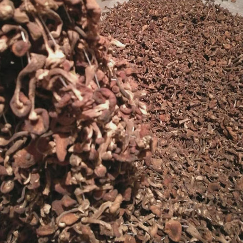 榛蘑东北野生蘑菇榛蘑干货500g包邮小鸡炖蘑菇无根榛蘑丁新货 - 图1