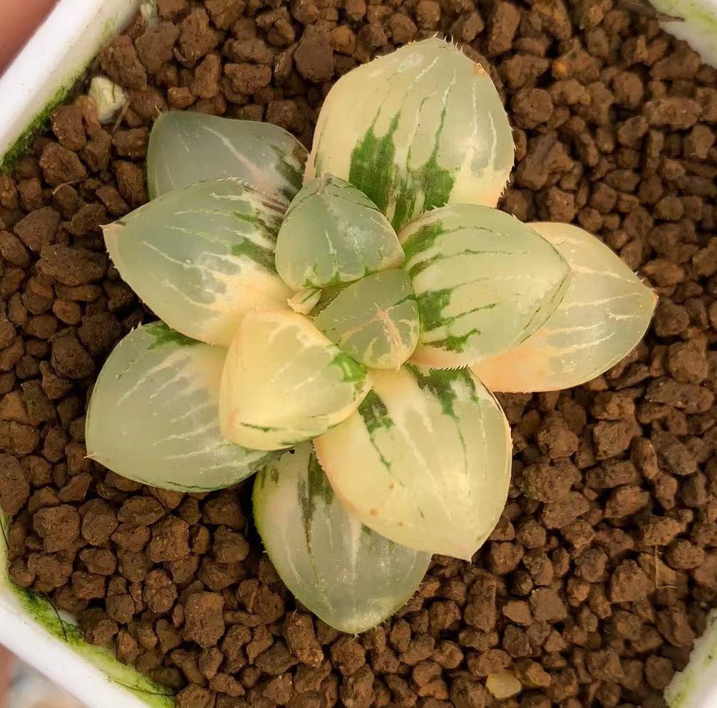 新品糯玉露锦瓦苇十二卷多肉植物一物一拍万象玉扇寿锦Haworthia-图0