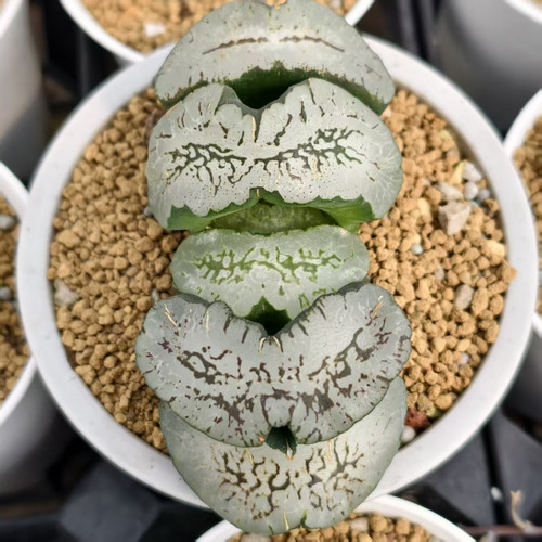 蓝翼玉扇大型厚叶绿纹玉扇瓦苇十二卷多肉植物一物一拍Haworthia - 图2