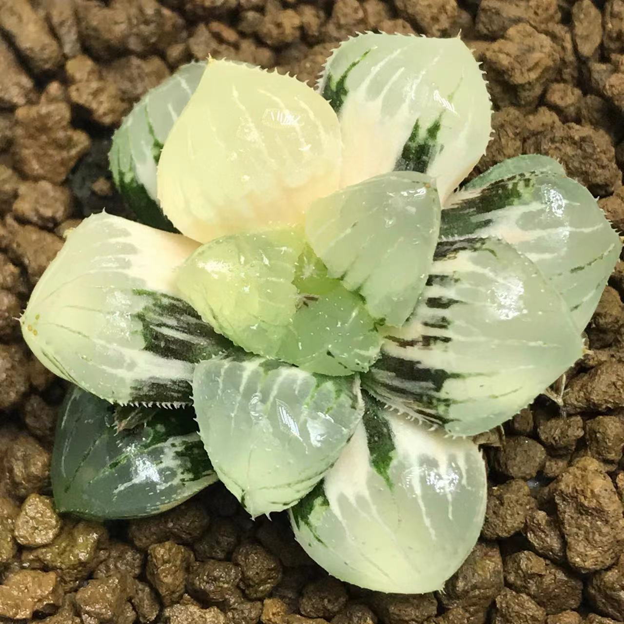 新品糯玉露锦瓦苇十二卷多肉植物一物一拍万象玉扇寿锦Haworthia-图2