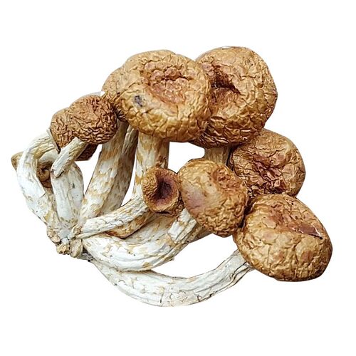 滑子菇干货云南土特产炖鸡煲汤小黄蘑菇干菌菇类滑菇杂菌干菌子 - 图3