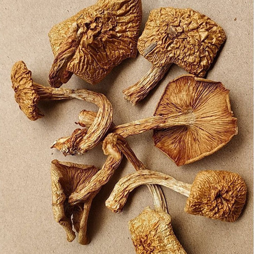滑子菇干货云南土特产炖鸡煲汤小黄蘑菇干菌菇类滑菇杂菌干菌子 - 图1