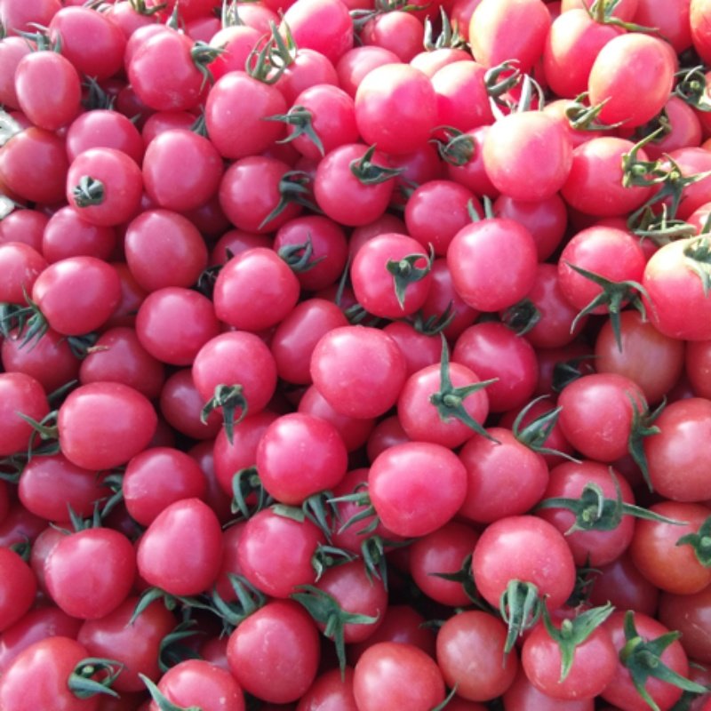 自种自卖广西粉色圣女果新鲜孕妇水果小番茄10斤装自然熟皮薄生吃,淘宝优惠券,粉丝福利购,淘宝优惠卷