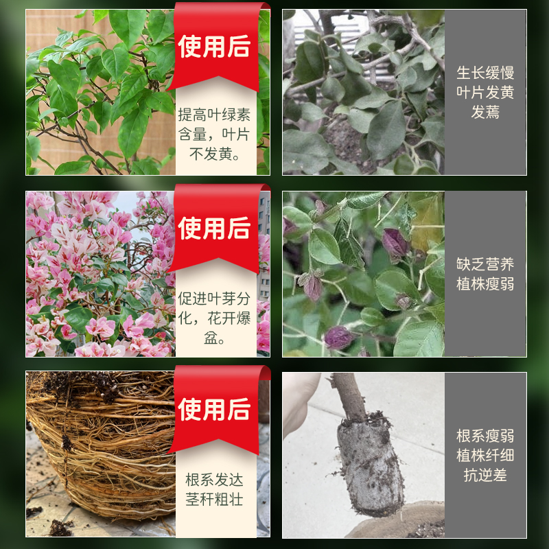 三角梅专用浓缩营养液家庭园艺盆栽花卉植物营养微量元素水溶肥 - 图1