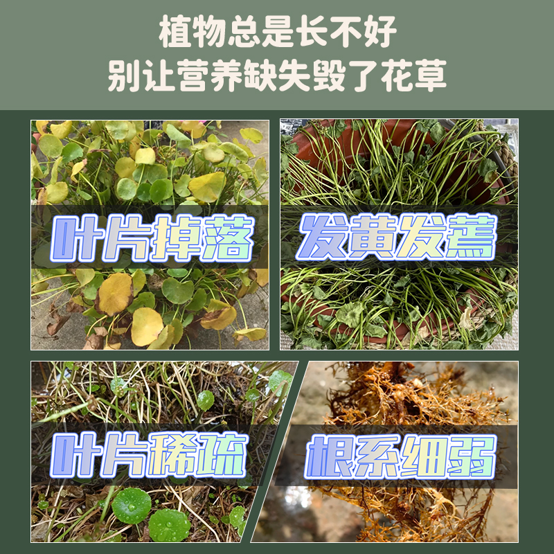 铜钱草浓缩营养液专用水培植物金钱草家用盆栽营养微量元素水溶肥 - 图0