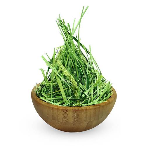 提摩西草2026年头茬暖棚南提嫩苗烘烤提草北提兔子磨牙健肠胃牧草 - 图3
