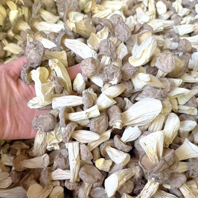 长寿菇干货 非新鲜香菇云南菌菇山珍美食农产品云南野生菌菇滋补,淘宝优惠券,粉丝福利购,淘宝优惠卷