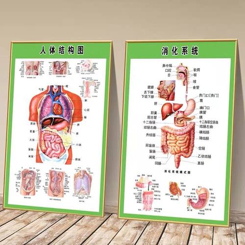 人体内脏解剖系统示意图医学宣传挂图人体器官血管结构图医院海报 - 图0