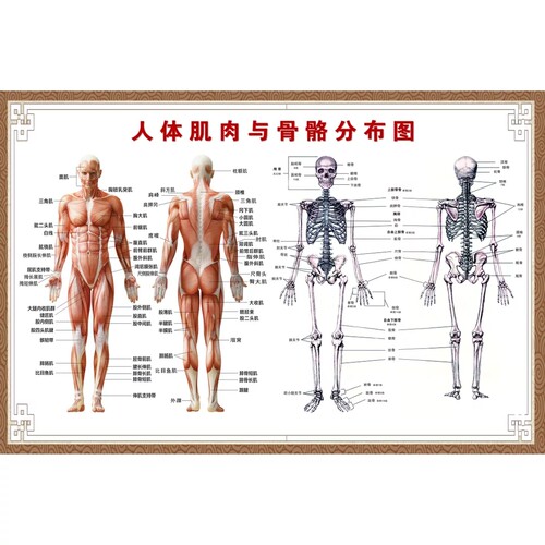 人体肌肉结构解剖 人体骨骼分布大挂图 人体器官解剖图示意图海报 - 图3