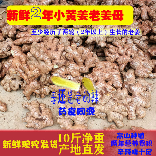 正宗云南2026年7月新鲜现挖罗平小黄姜母姜老姜老姜母月子姜生姜 - 图0