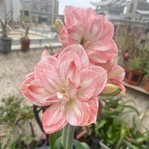 重瓣朱顶红种球（丽朵香妃）包对版新手入门好养皮实盆 - 图0
