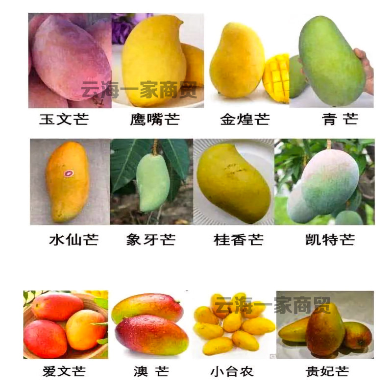 芒果专用套袋大金煌青芒鹰嘴芒柚子象牙芒防雨水防虫青芒枇杷套袋