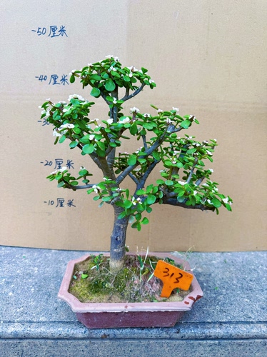 老桩金枝玉叶盆栽 绿植花卉多肉盆景马齿苋树客厅阳台观叶四季青 - 图2