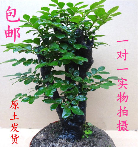 小叶紫檀盆景树桩室内阳台花卉盆栽绿植黑檀四季青客厅吸甲醛植物 - 图2