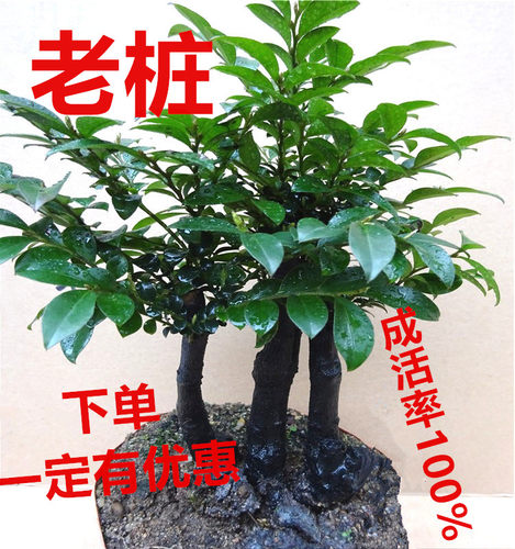 小叶紫檀盆景树桩室内阳台花卉盆栽绿植黑檀四季青客厅吸甲醛植物 - 图1