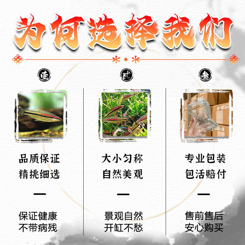 一眉道人鱼红眉道人鱼草缸群游鱼小型鱼活体热带观赏鱼黑尾大勾鱼,淘宝优惠券,粉丝福利购,淘宝优惠卷