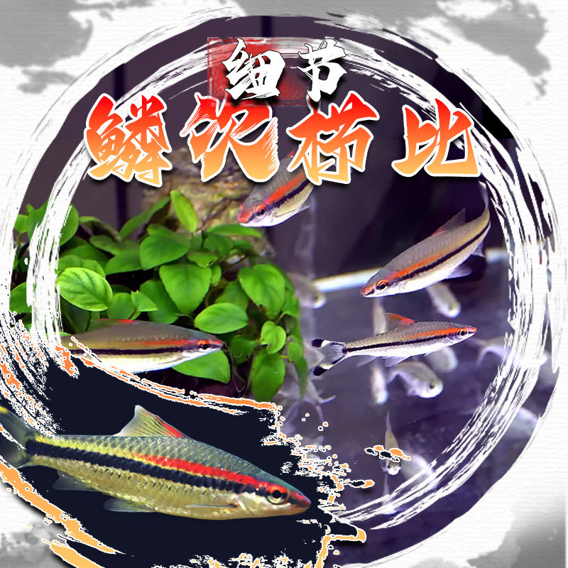 一眉道人鱼红眉道人鱼草缸群游鱼小型鱼活体热带观赏鱼黑尾大勾鱼,淘宝优惠券,粉丝福利购,淘宝优惠卷