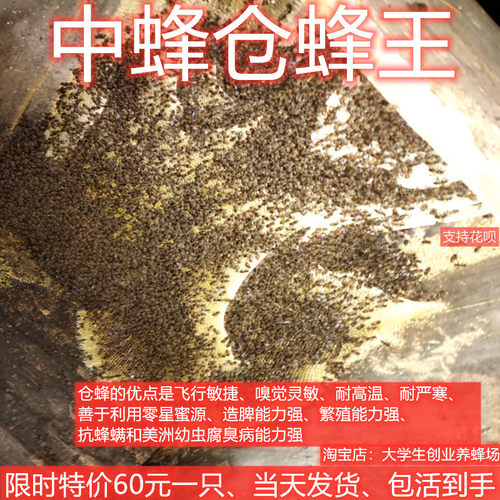 中蜂蜂群活体带王笼蜂阿坝蜜蜂群高产蜜王种王双色红背伏牛王蜂群 - 图1