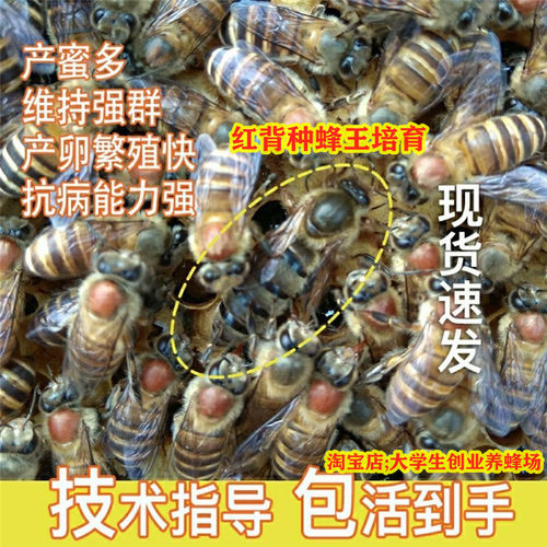 中蜂蜂群活体带王笼蜂阿坝蜜蜂群高产蜜王种王双色红背伏牛王蜂群 - 图3