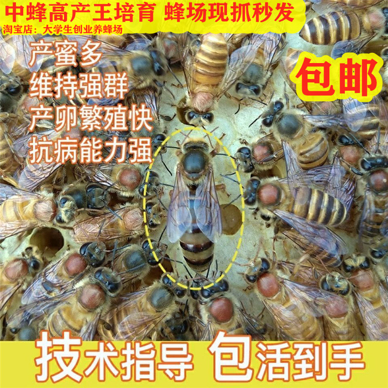 广西中蜂王纯种红背开产阿坝双色仓王黑色土蜂产卵蜜蜂活体伏牛王-图2