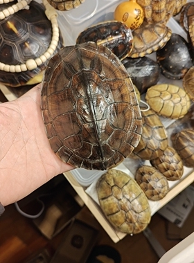 龟壳文玩一物一价请勿乱拍