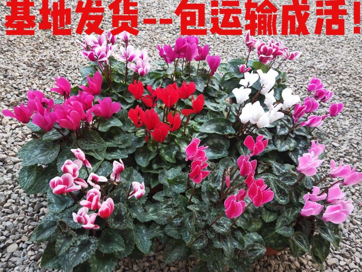 仙客来盆栽带花大花重瓣花卉植物室内花好养活四季开花仙鹤来阳台-图0