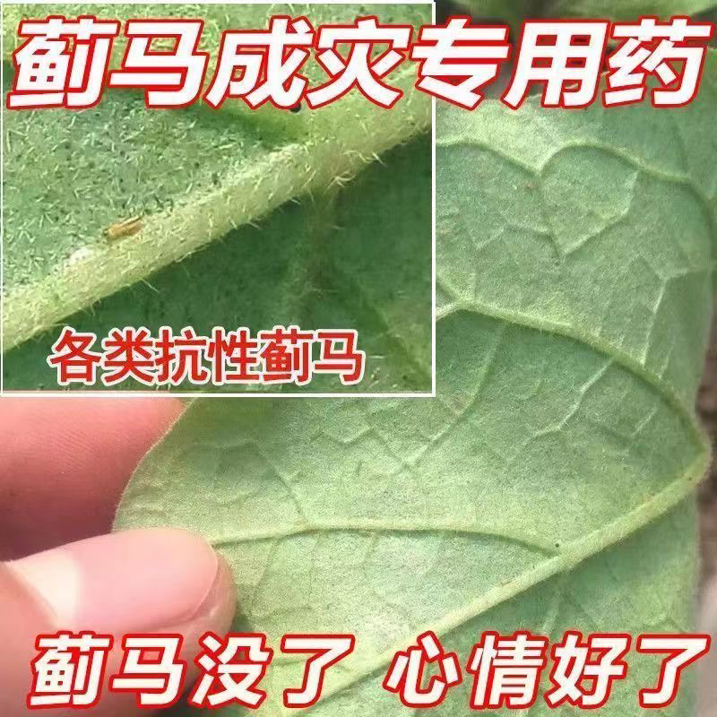 专杀蓟马药抗性蓟马专用药杀卵豆角茄子果树草莓生物生物速溶 - 图3