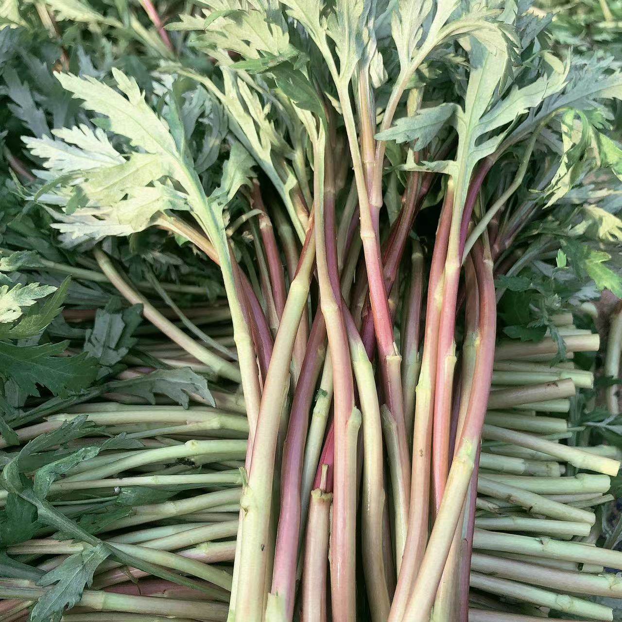 新鲜纯野生芦蒿红蒿红茎黎蒿嫩蒿子泥蒿藜蒿带叶露天南京野菜蔬菜,淘宝优惠券,粉丝福利购,淘宝优惠卷
