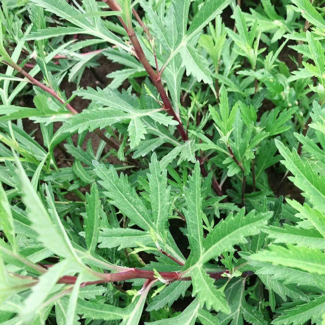 新鲜纯野生芦蒿红蒿红茎黎蒿嫩蒿子泥蒿藜蒿带叶露天南京野菜蔬菜,淘宝优惠券,粉丝福利购,淘宝优惠卷