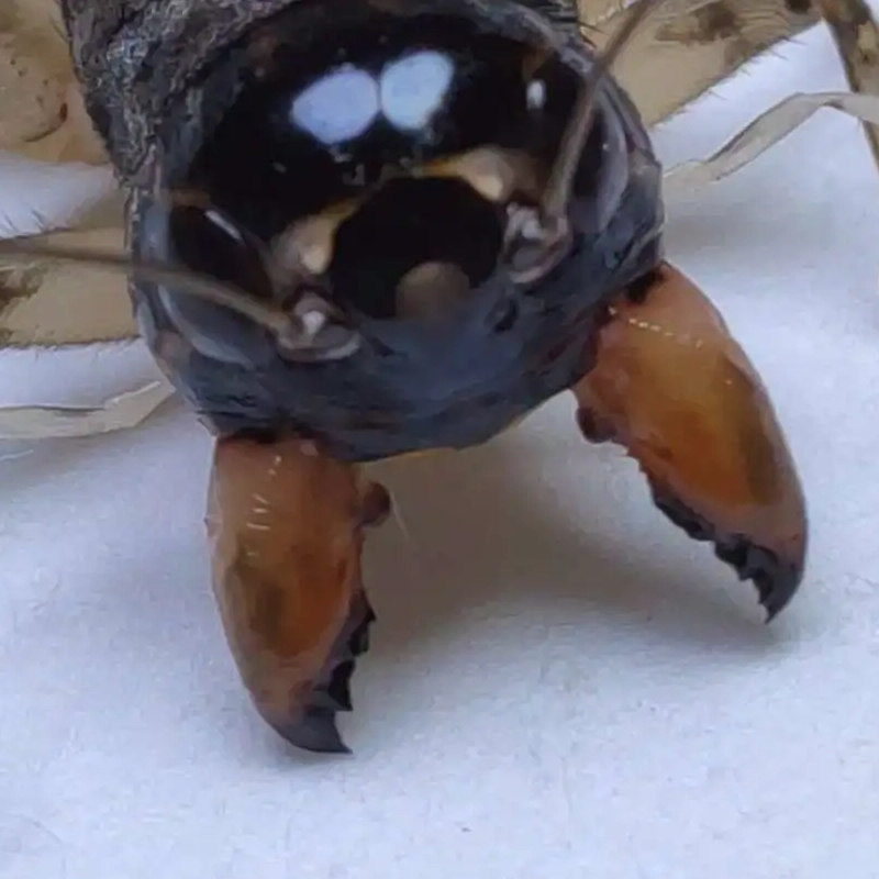 山东蟋蟀斗蛐蛐冬版白虫公虫活体鸣虫仿秋长衣翅子,淘宝优惠券,粉丝福利购,淘宝优惠卷