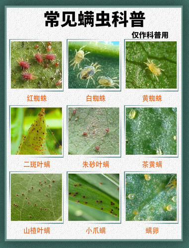 国光红杀10%苯丁·哒螨灵复配型柑橘树长红蜘蛛用杀螨剂 - 图2