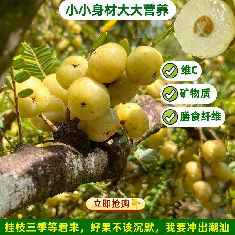 正宗潮州柿饼甜油甘新鲜油甘果余甘牛甘鲜果孕妇水果滇橄榄崩砍,淘宝优惠券,粉丝福利购,淘宝优惠卷