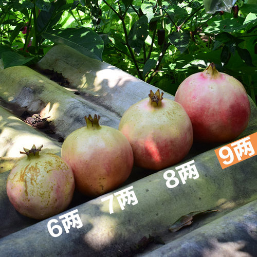 云南蒙自老品种薄皮绿籽水晶特大甜石榴新鲜水果9斤9~10枚 - 图0