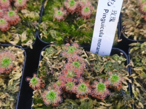 玫瑰迷你茅膏菜 冬芽迷你食虫植物盆栽食人花系列趣味小盆栽 - 图0