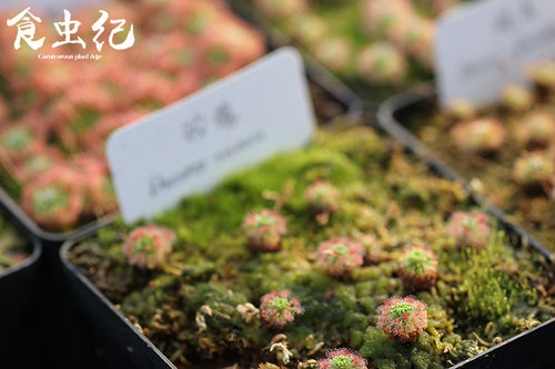 玫瑰迷你茅膏菜 冬芽迷你食虫植物盆栽食人花系列趣味小盆栽 - 图3